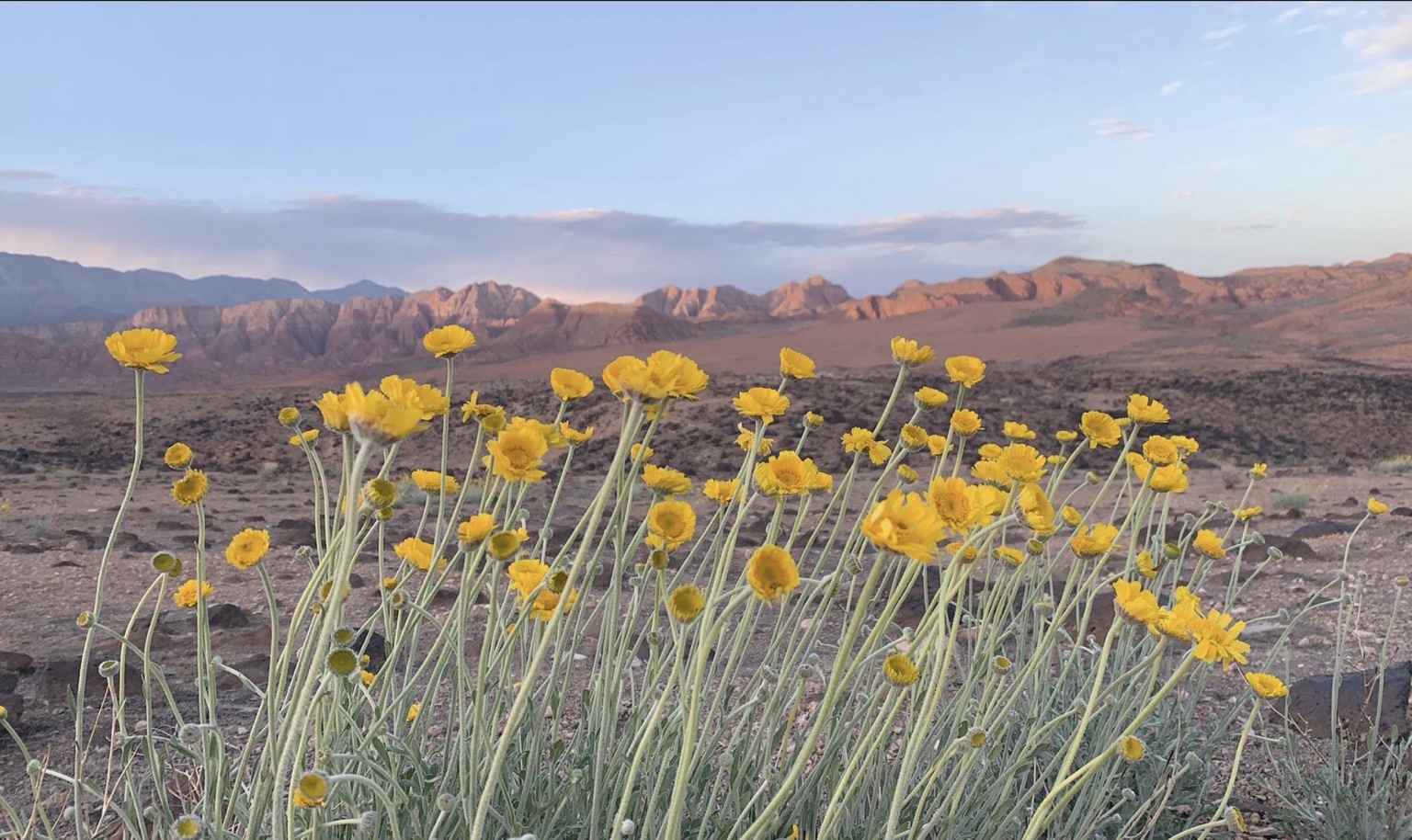 Yellow wildflowers against a mountain landscape